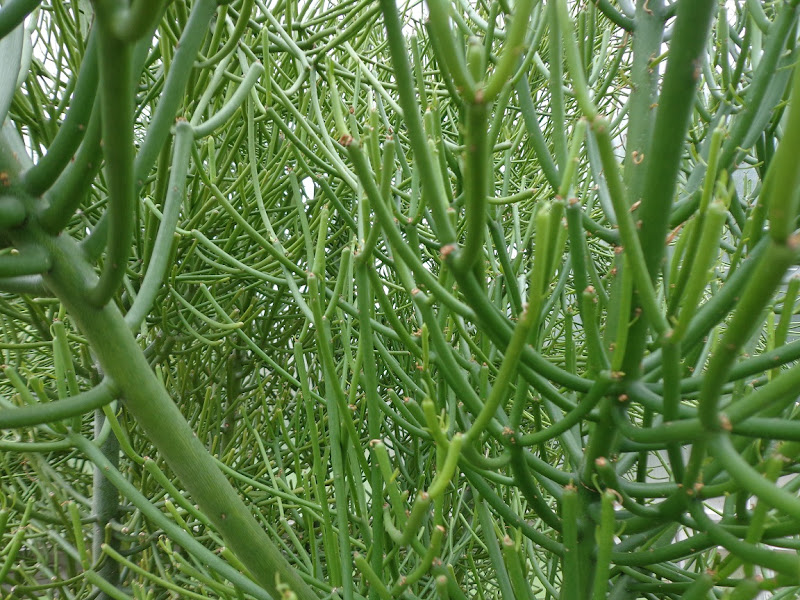 groviglio verde di bettina