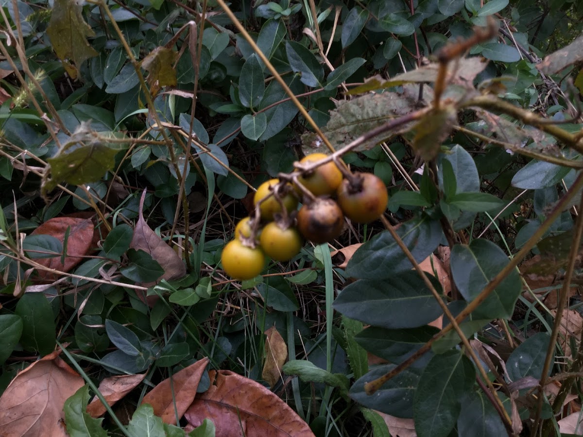 Ground Cherry