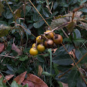 Ground Cherry