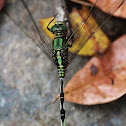 Green - Marsh Hawk