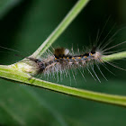 Tussock moth caterpillar