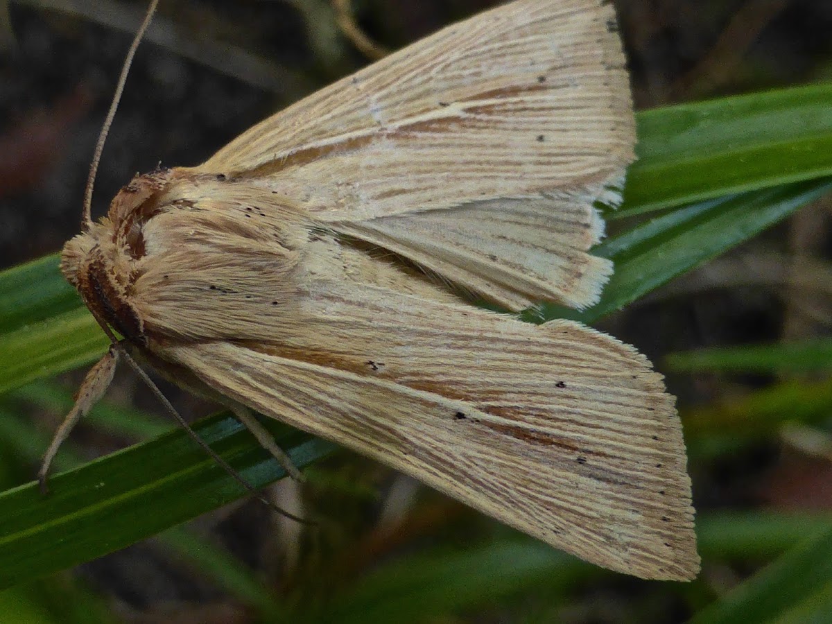 Adjutant Wainscot Moth