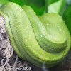 Green Tree Python.