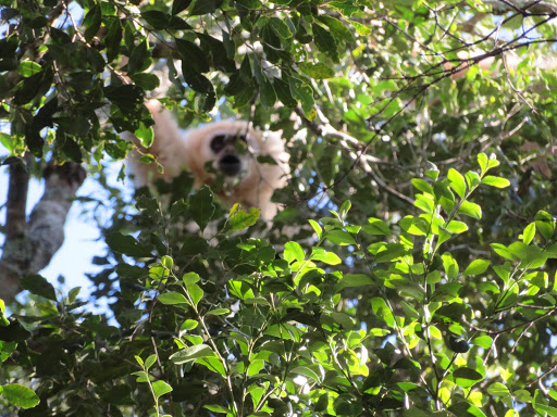 Monkeying Around in South Africa 2017