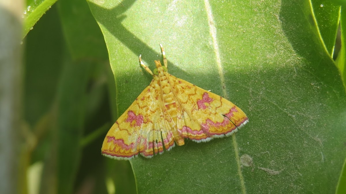 Crambid Moth