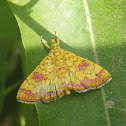 Crambid Moth