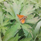 Essex skipper or European skipper