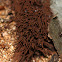 Chocolate Tube Slime Mold