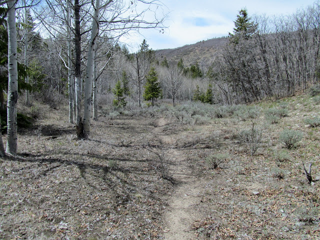 Trail through the aspen