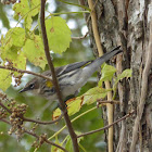 Yellow-rumped Warbler