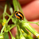 Striped Ladybird