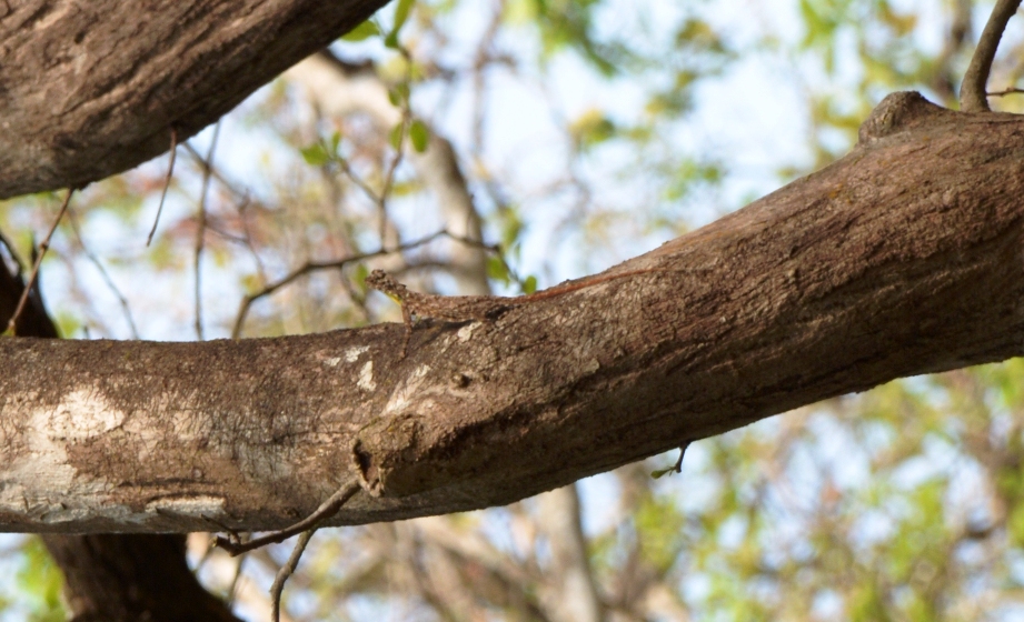 Southern Flying Lizard