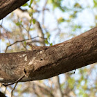 Southern Flying Lizard