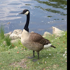 Western Canada goose