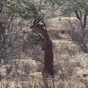 Gerenuk