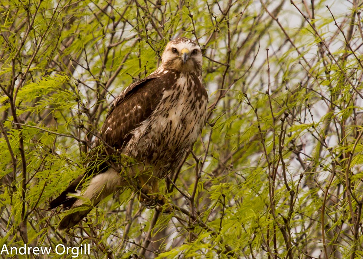 Swainson's Hawk