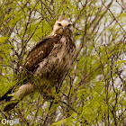 Swainson's Hawk