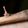 Tree-Stump Spider