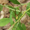 Long-jawed Orbweaver