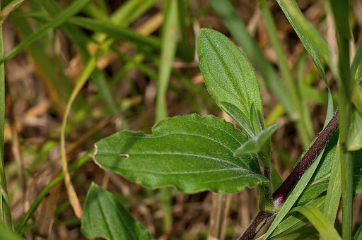 Silene latifolia