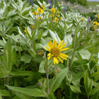 Chamisso Arnica