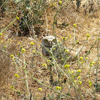 Burrowing Owl