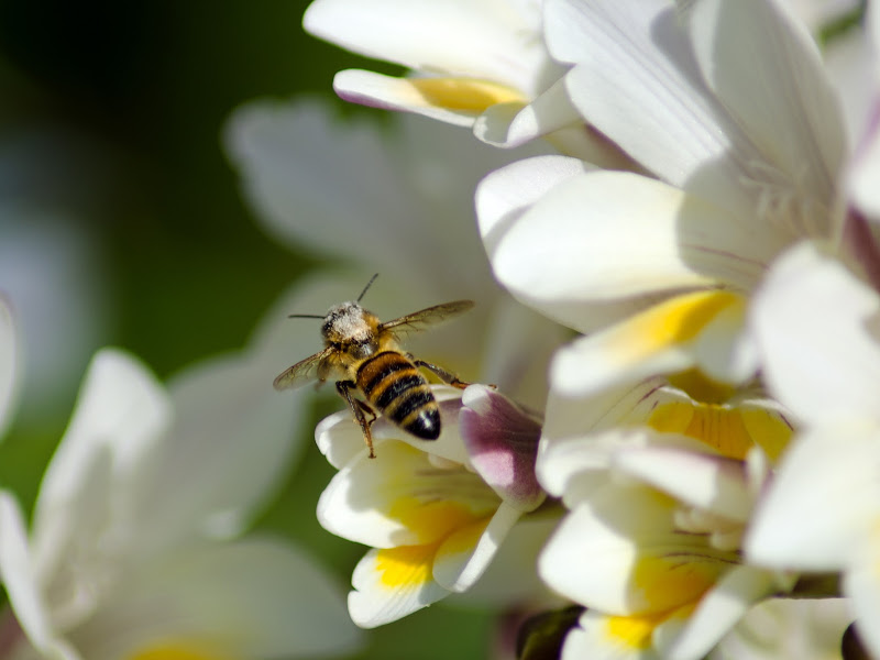 the pollinating bee di Primula Vico