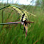 Yellow Garden Spider