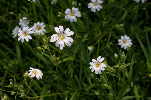 Stellaria holostea