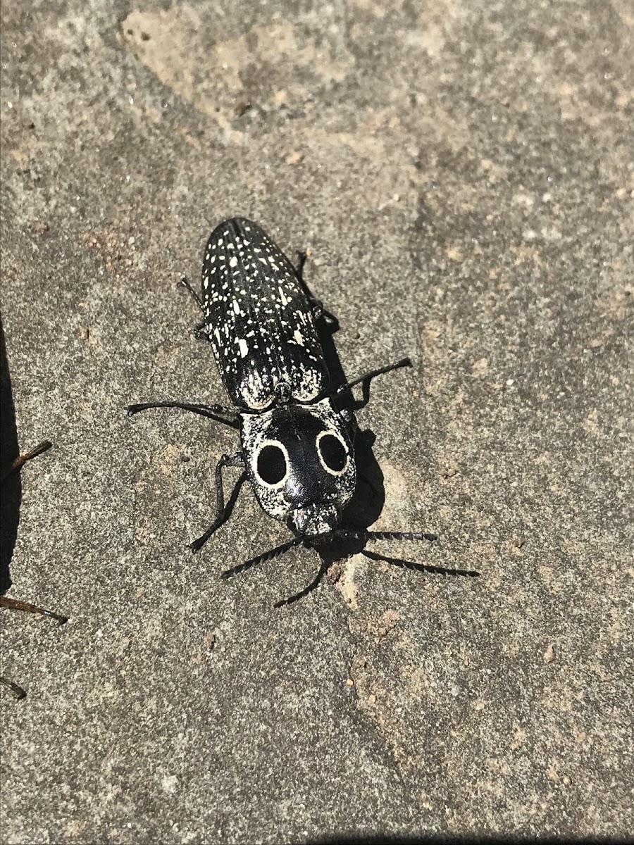 Eastern Eyed Click Beetle