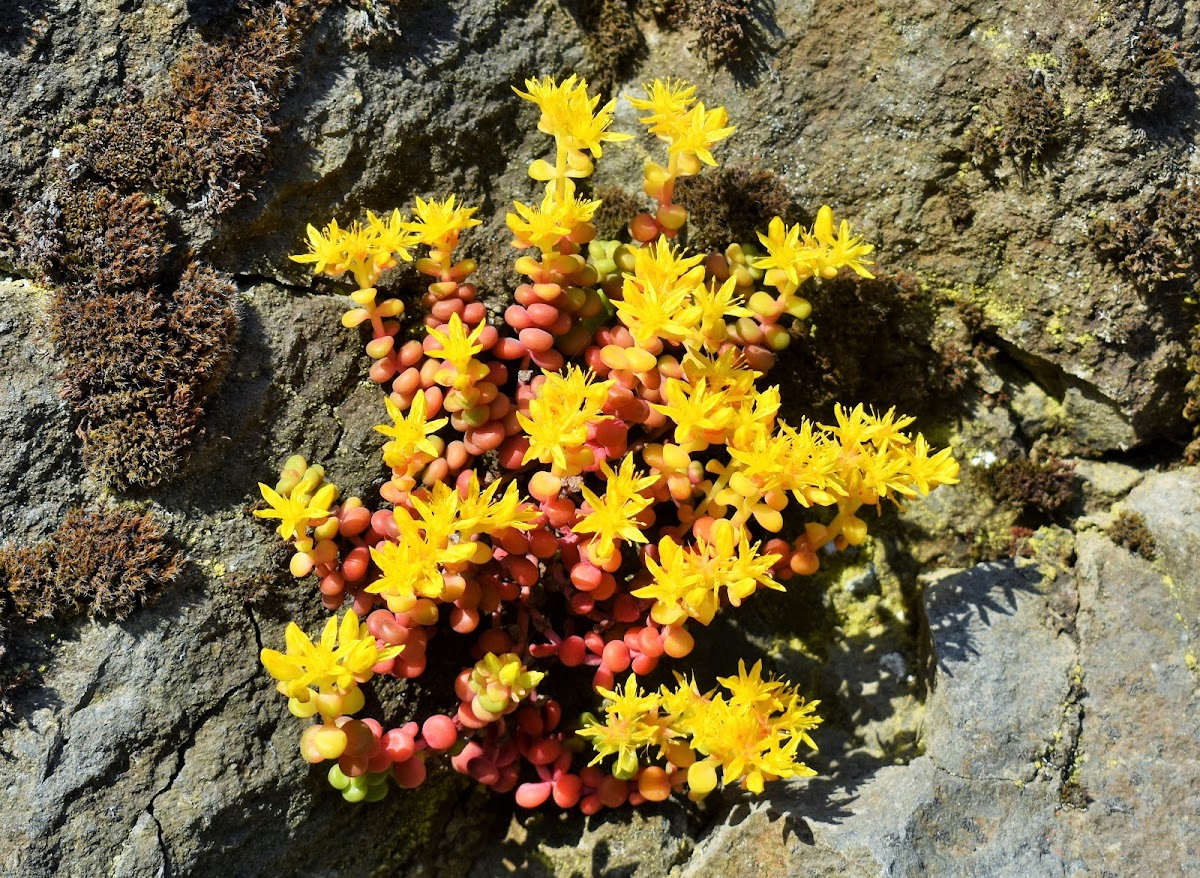 Cascade stonecrop