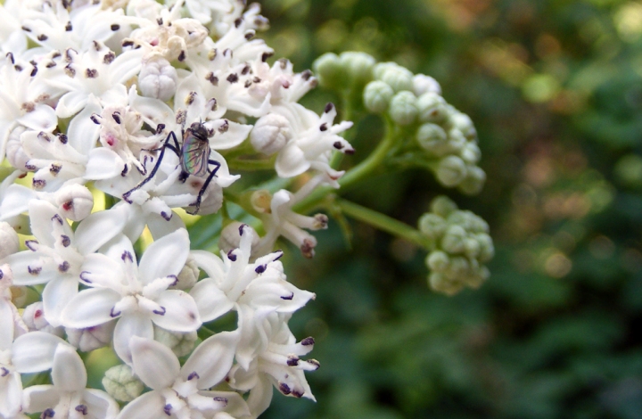 Mosca su fiori bianchi di Automaticjack