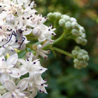 Mosca su fiori bianchi di 