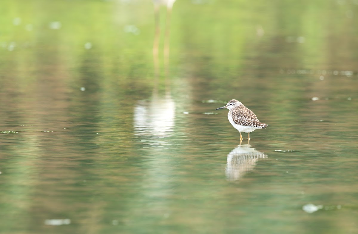 Wood Sandpiper (林鷸)