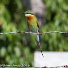 Blue-tailed Bee-eater