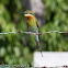 Blue-tailed Bee-eater