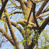 Yellow-footed Green-pigeon