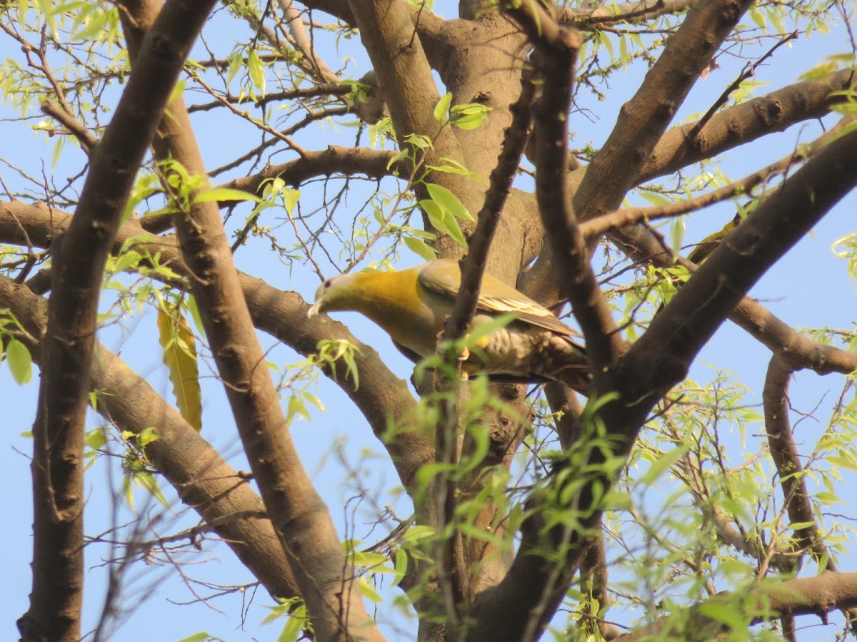 Yellow-footed Green-pigeon