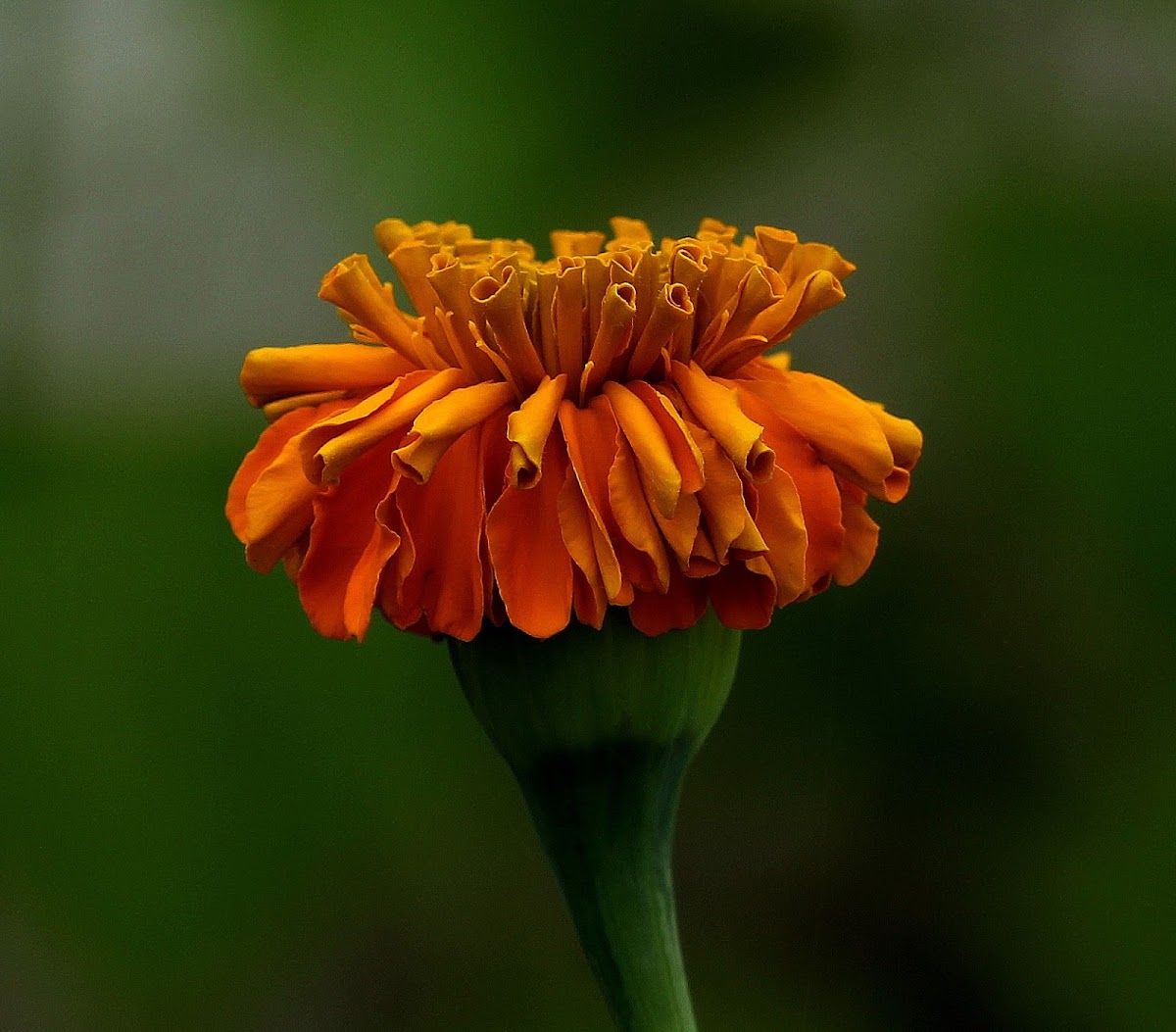 Marigold