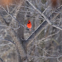 Common Cardinal