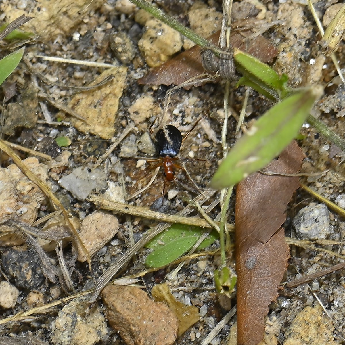 Bombaardier Beetle