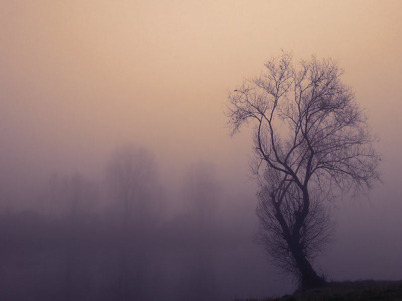 Parla per me, silenzio, ch'io non posso di www.fioregiallophoto.it