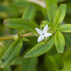 Virginia Buttonweed