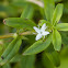 Virginia Buttonweed