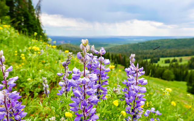 Yellowstone Wildflowers chrome extension