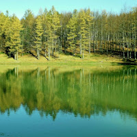 Natura verde di 