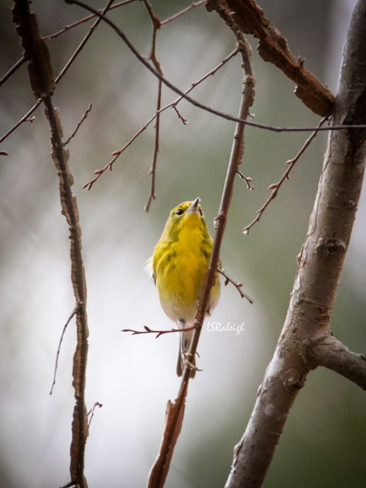 Pine Warbler