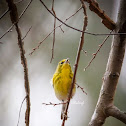 Pine Warbler