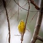 Pine Warbler