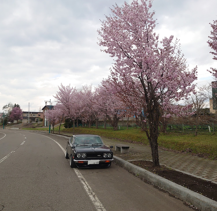 ブルーバードのゴ━ルデンウィ━ク最終日・桜🌸とコラボに関するカスタム事例の投稿画像7枚目